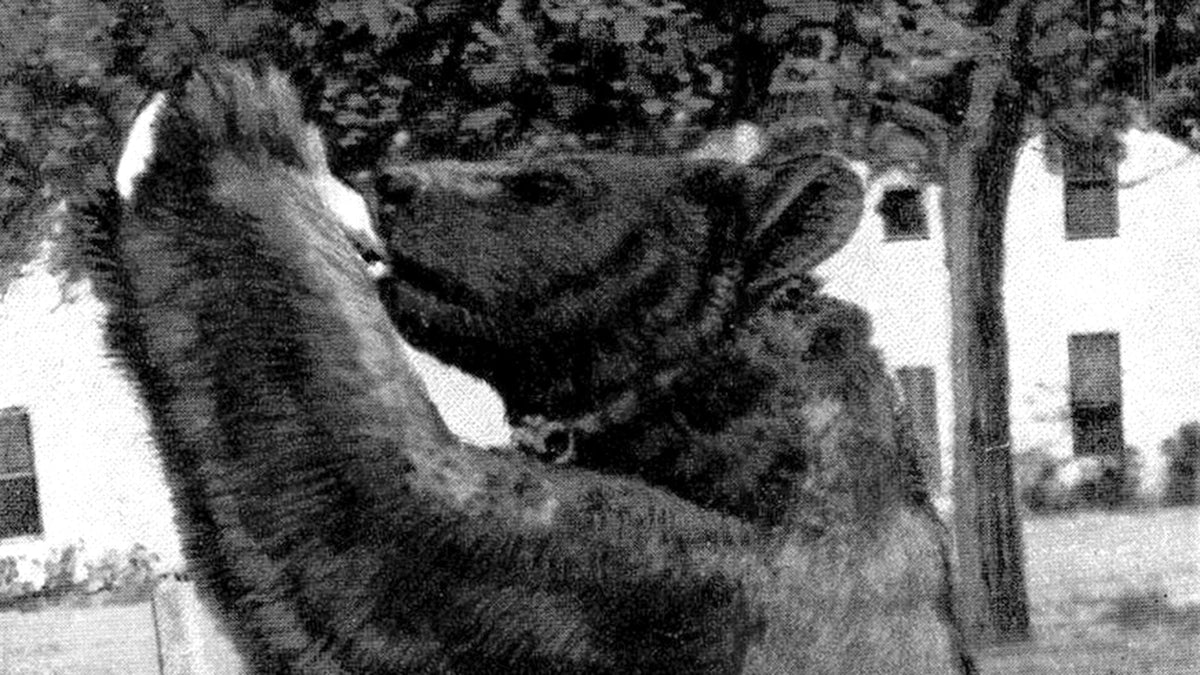 Tony Bear 101 Ranch